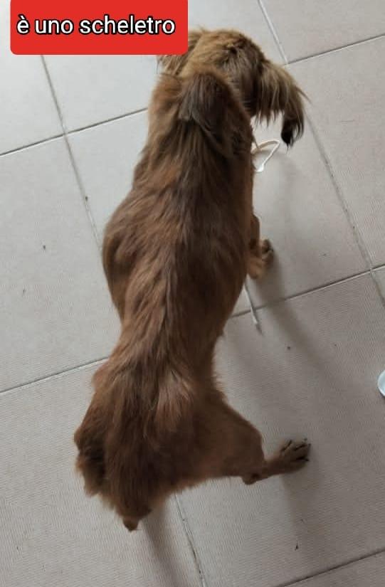 🐾💛Delia dolcissima cagnolina cerca casa 🏠💕 Foto 5
